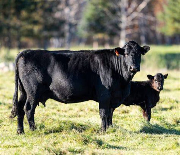 Are all black cows Angus cows