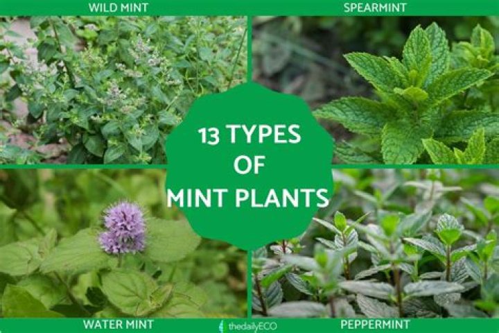 Are all mint varieties edible