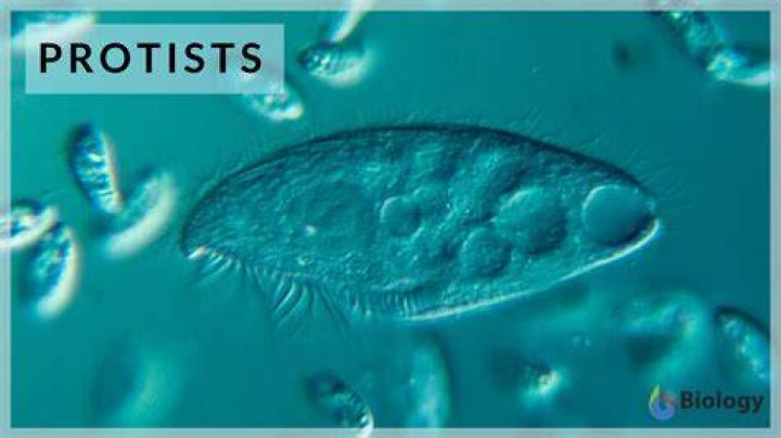 Are all protists are harmful