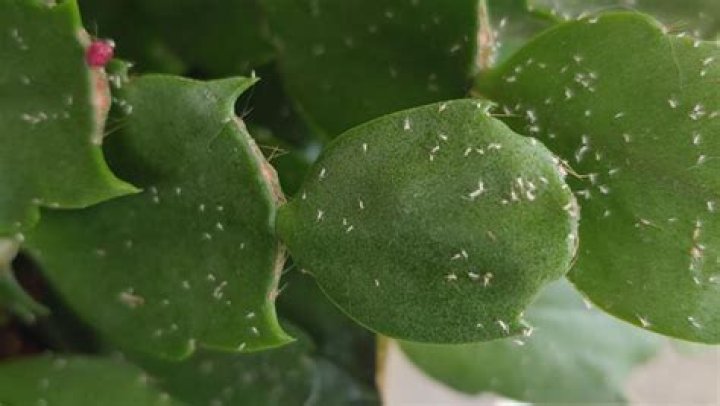 Are aphids bad for succulents