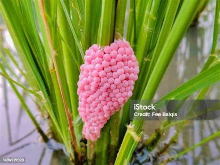 Are apple snail eggs edible