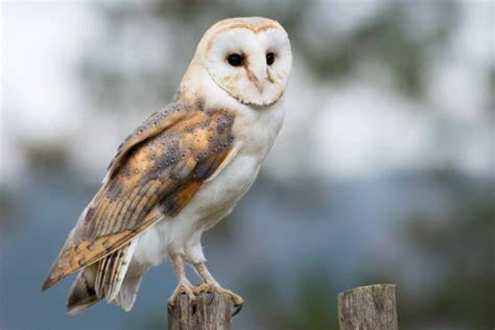 Are barn owls apex predators