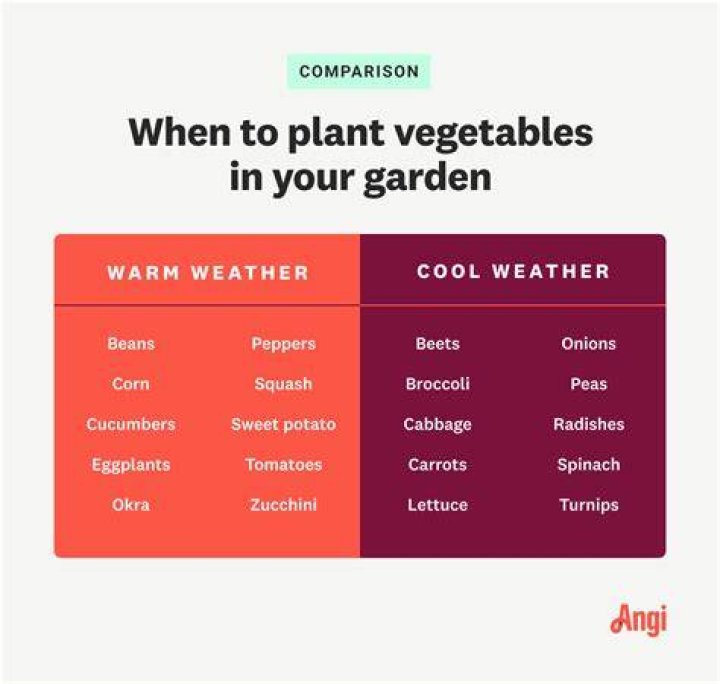 Are beans cool weather crops