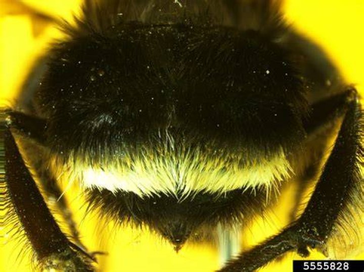 Are bees a protected species