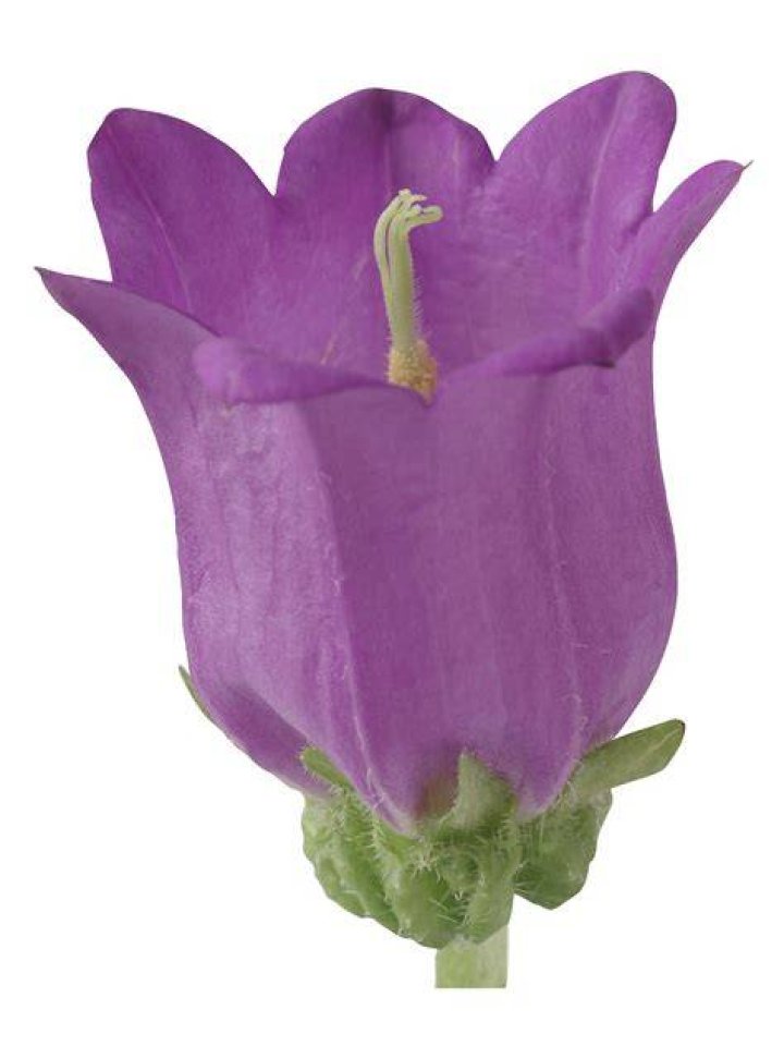 Are Campanula deer resistant