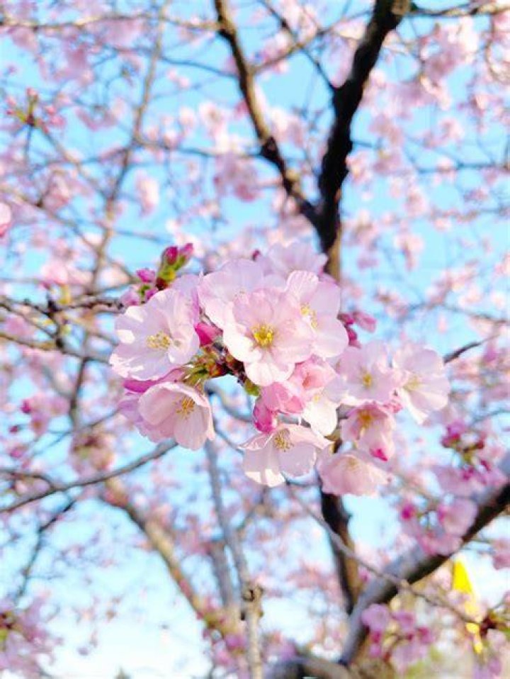 Are cherry blossoms in bloom