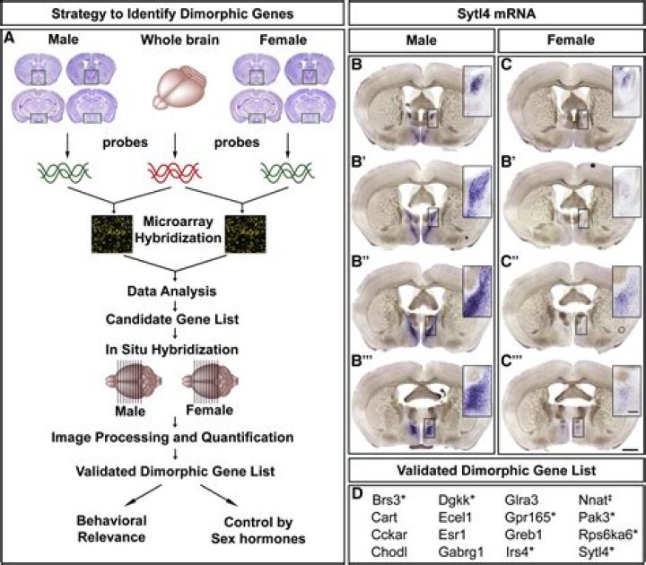 Are chimps sexually dimorphic