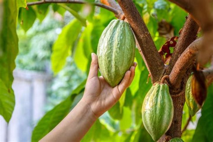 Are cocoa beans really beans