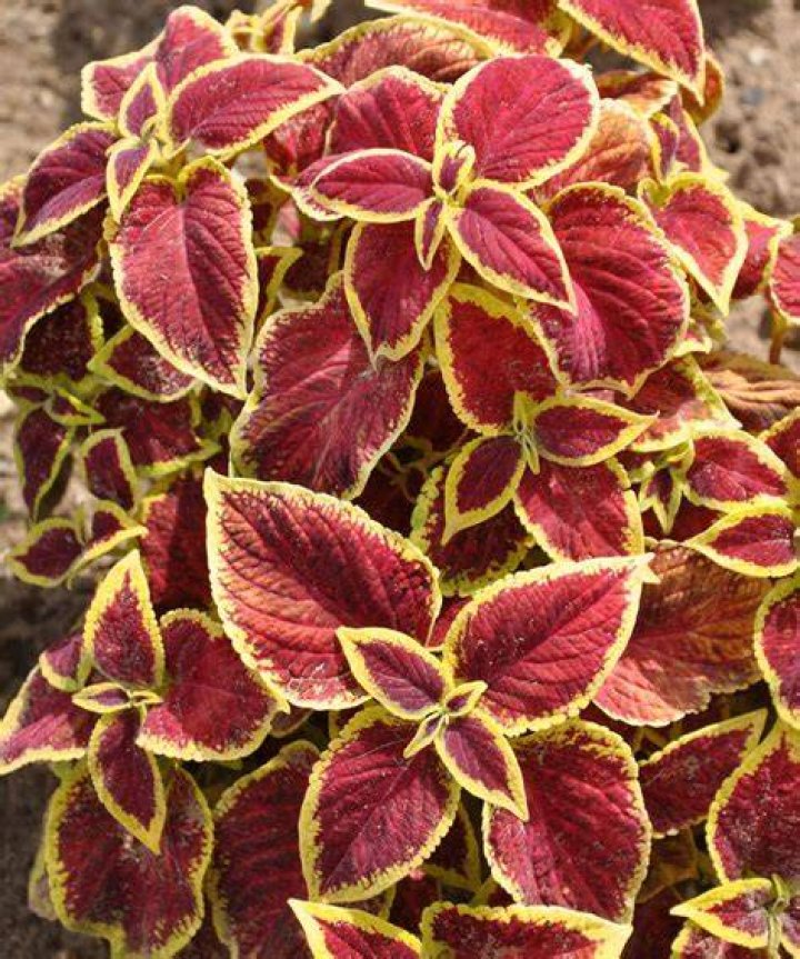 Are coleus plants Evergreen