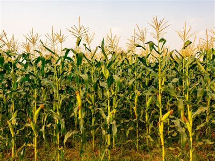 Are corn cobs good for soil