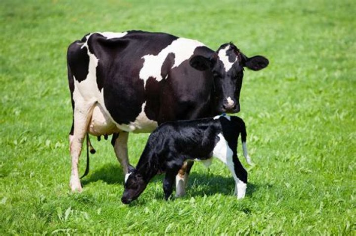 Are cows constantly pregnant