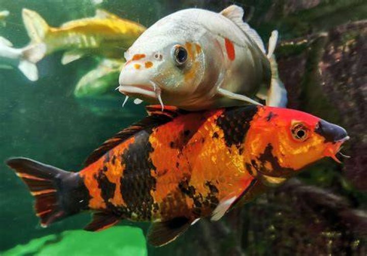Are coy and goldfish the same