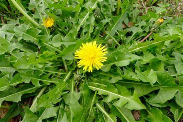 Are dandelions noxious weeds