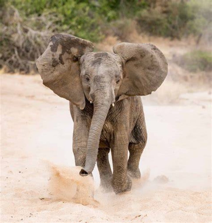 Are elephants vocal learners