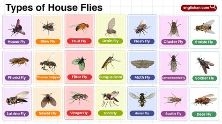 Are flies considered insects