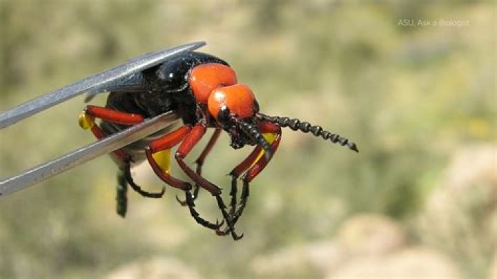 Are flying beetles dangerous