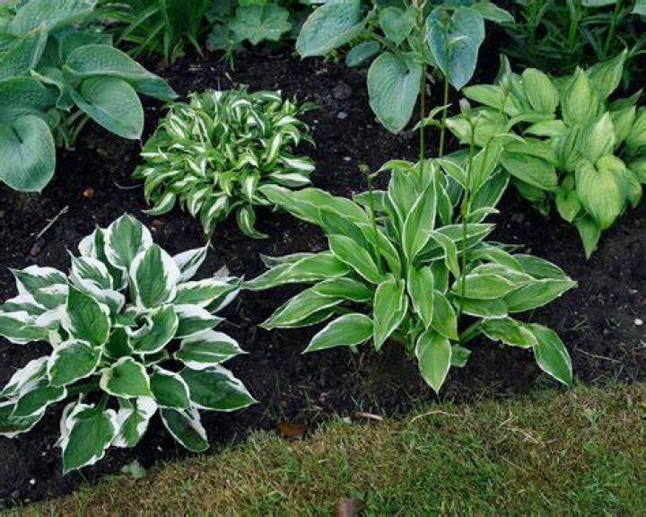 Are hostas easy to maintain