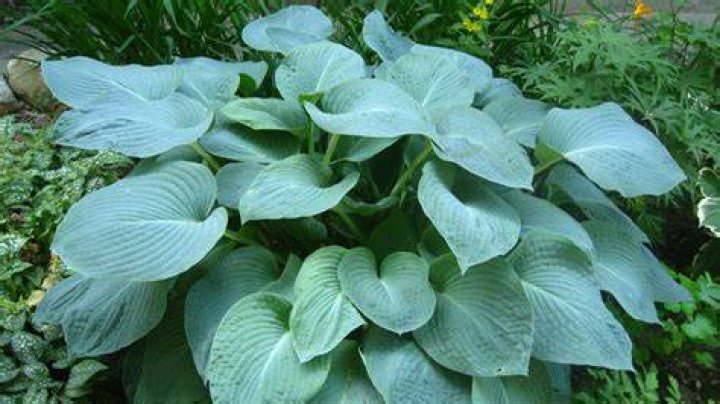 Are hostas native to Michigan