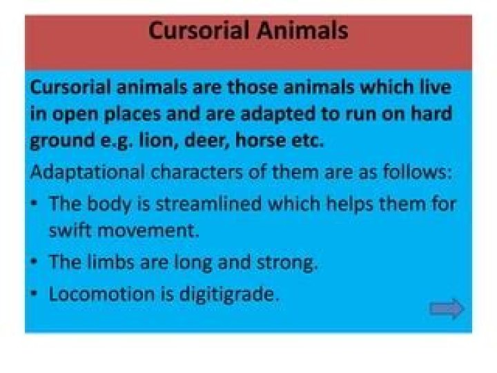 Are humans cursorial animals