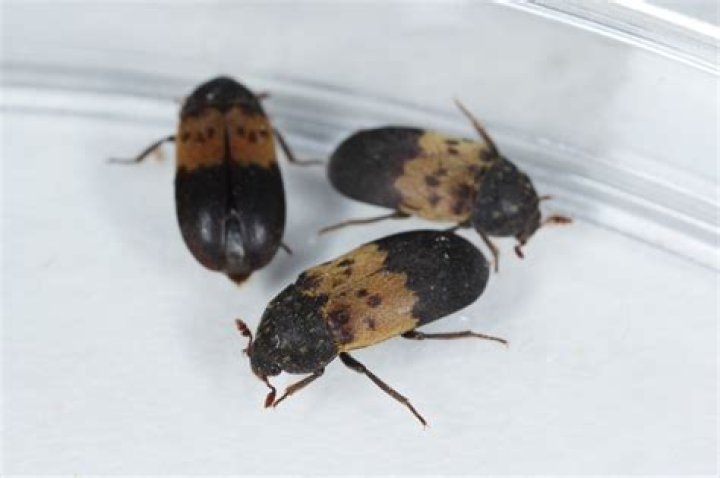 Are larder beetles dangerous