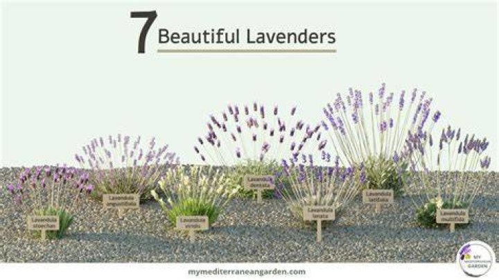 Are lavender drought tolerant