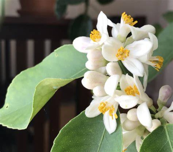 Are lemon tree flowers edible