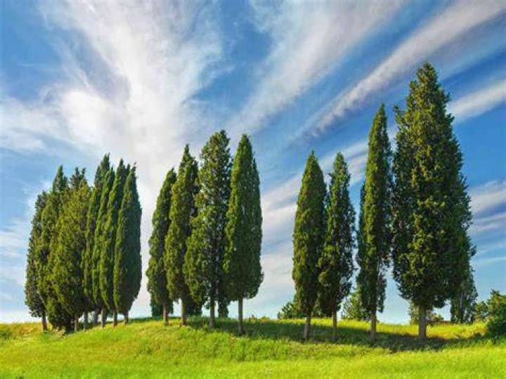 Are lilac trees fast growing