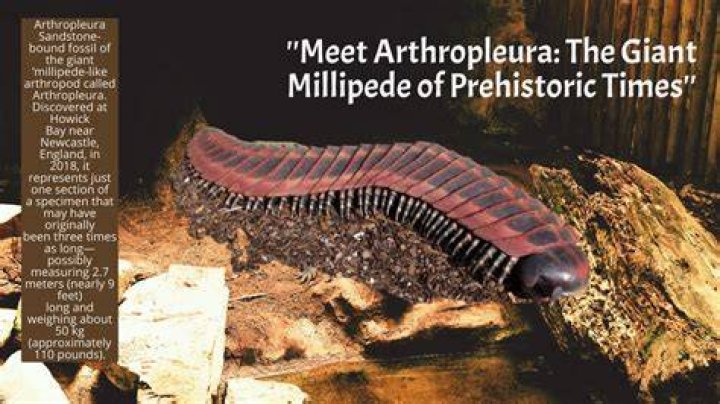 Are most millipedes predators