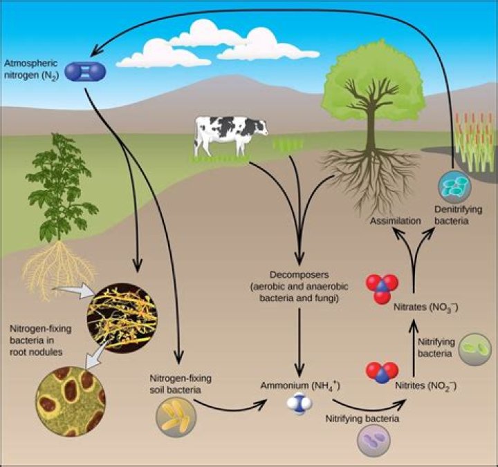 Are nitrogen fixing bacteria decomposers