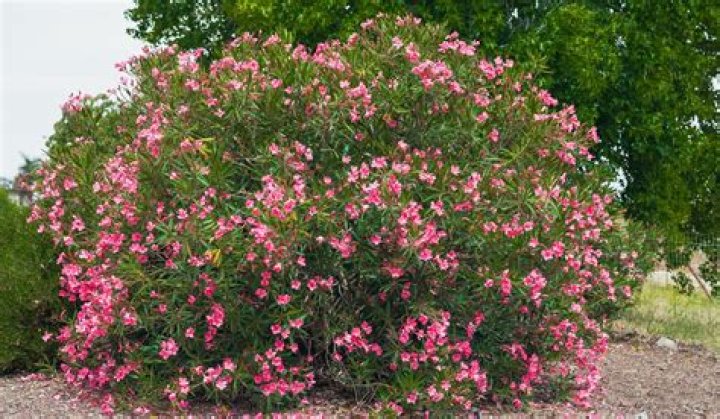 Are oleanders hard to dig up