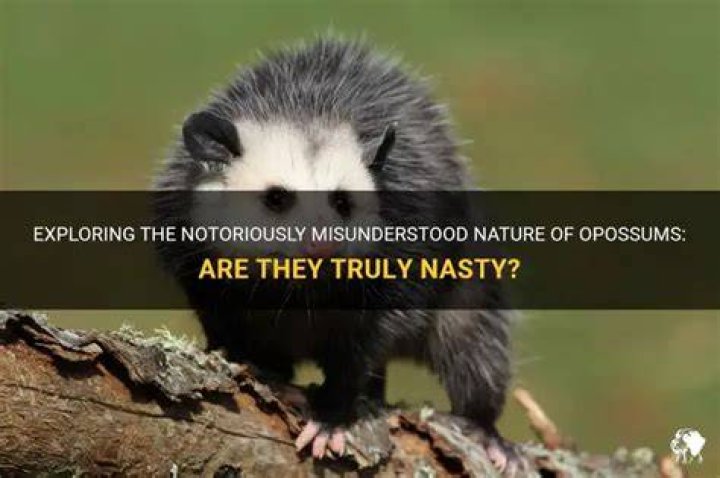 Are opossums nasty