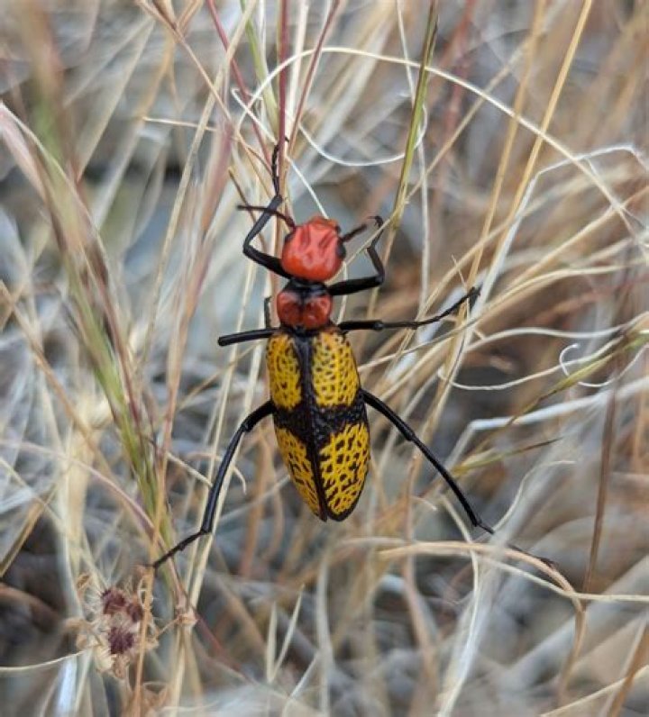 Are orange beetles poisonous