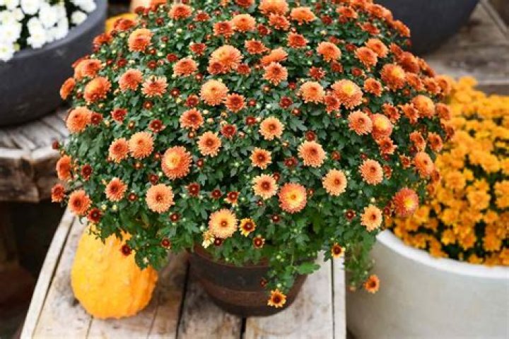 Are orange mums perennials