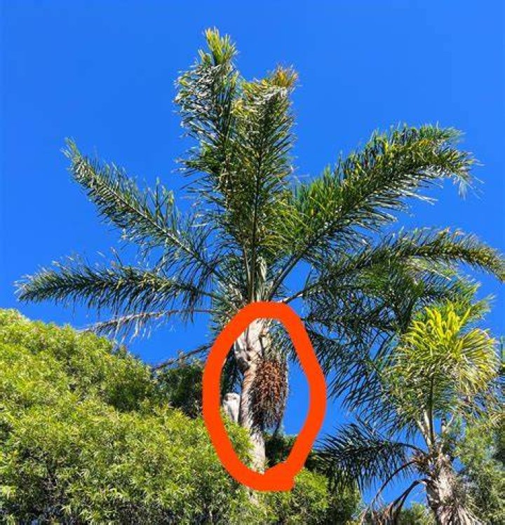 Are palm tree berries toxic