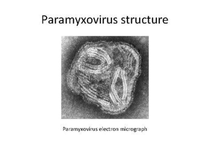 Are paramyxoviruses enveloped