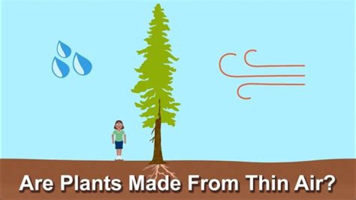 Are plants made from thin air