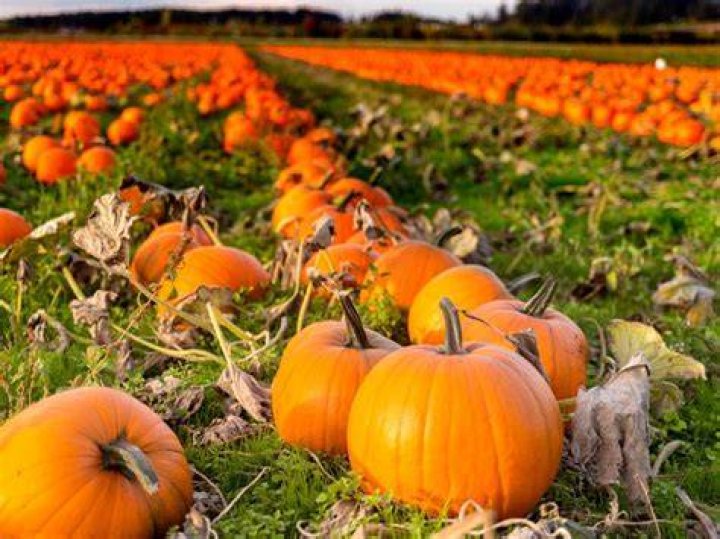 Are pumpkins sold year round