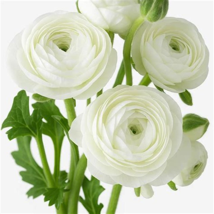 Are Ranunculus safe for pets