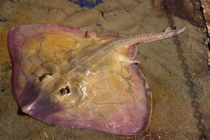 Are skate fish dangerous