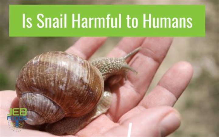 Are snails harmful to humans