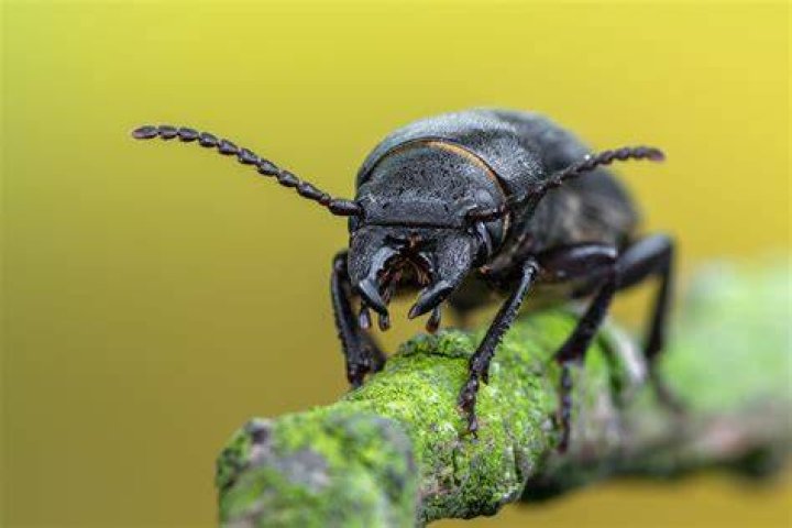 Are snout beetles dangerous