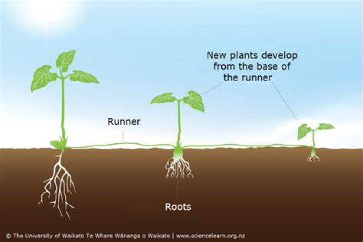 Are stolons and runners same