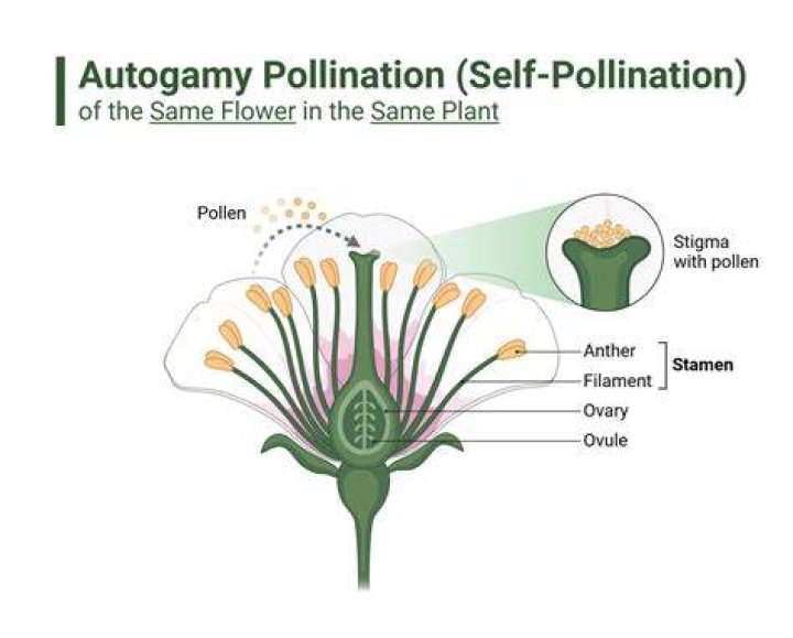 Are tayberry self pollinating