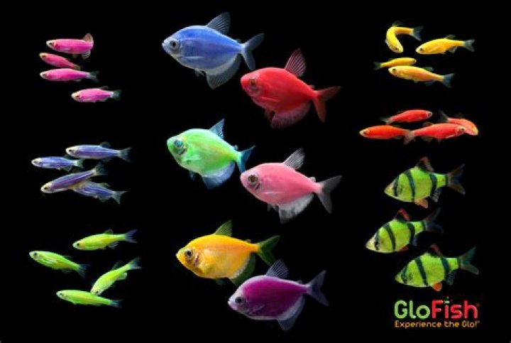 Are Tetra GloFish aggressive