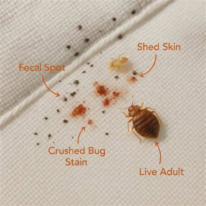 Are there bed bugs everywhere