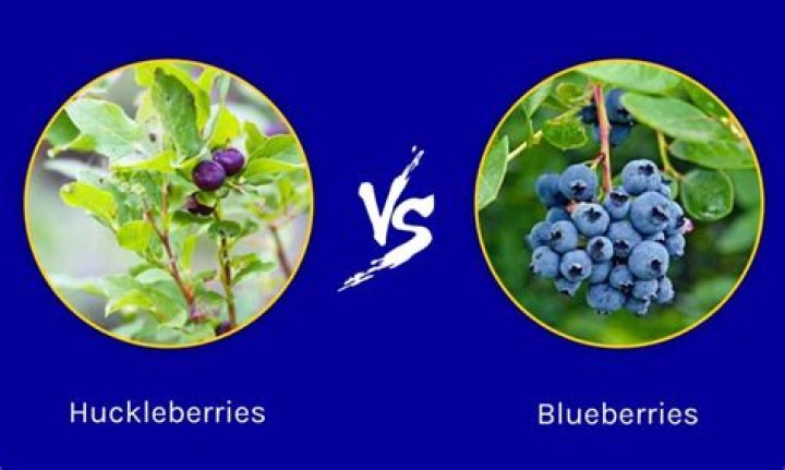 Are there blue huckleberries