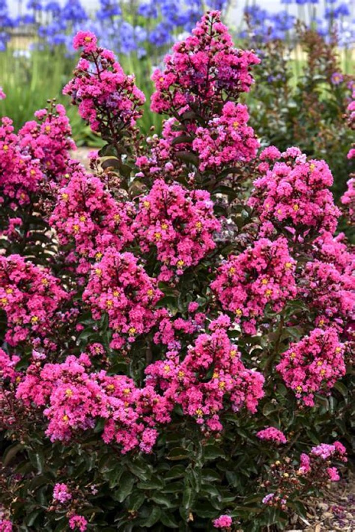 Are there dwarf crape myrtle
