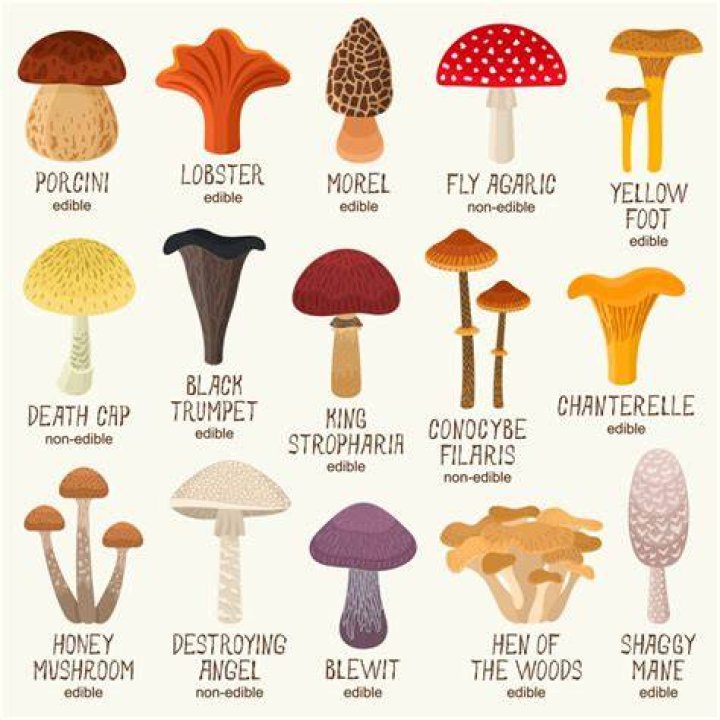 Are there edible toadstools