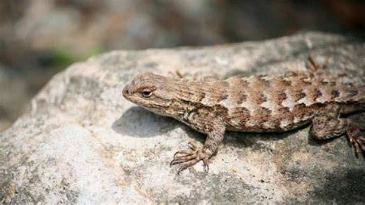 Are there intelligent lizards