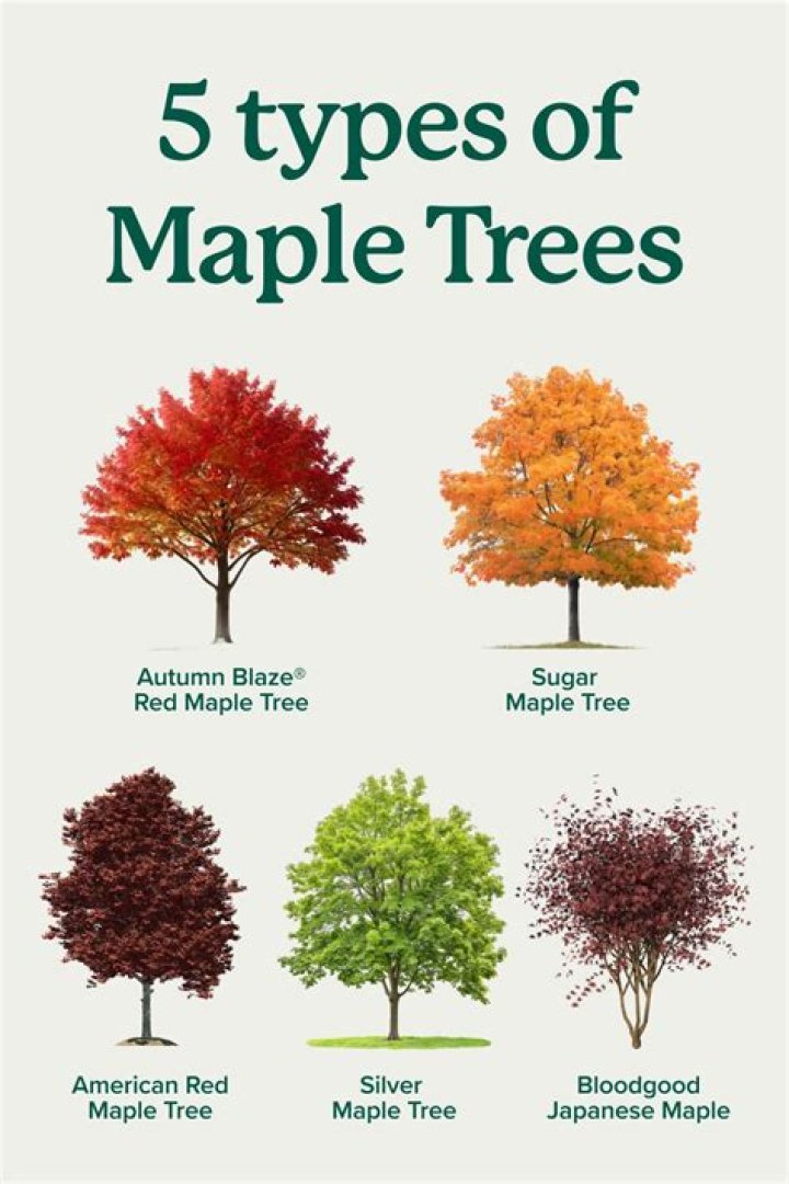 Are there maple trees in USA